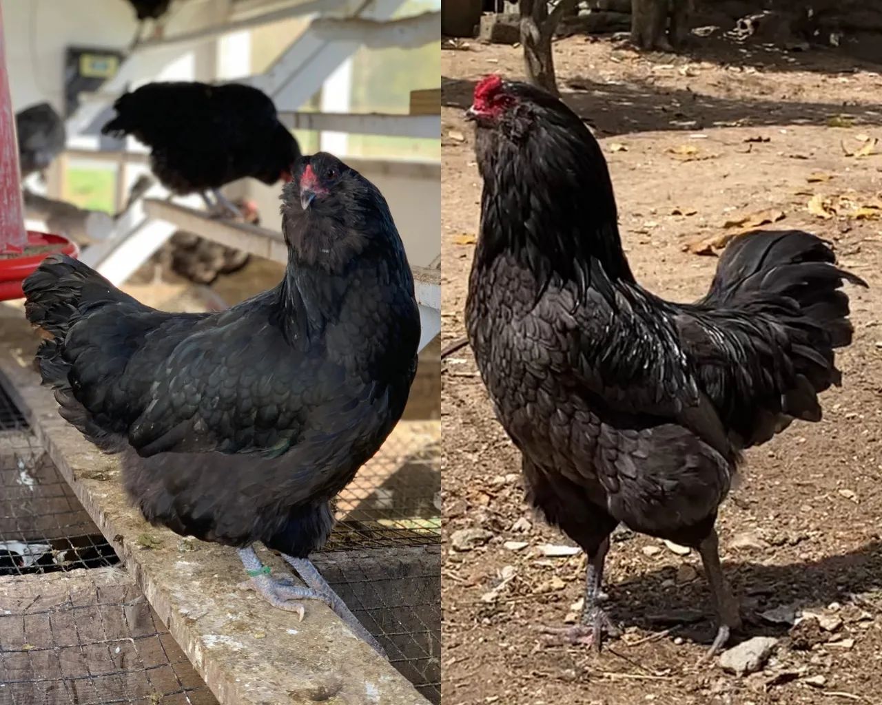 Pintinhos Ameraucana - Foto 2