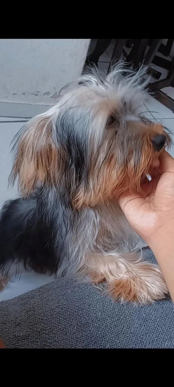 Yorkshire Terrier 6 MESES