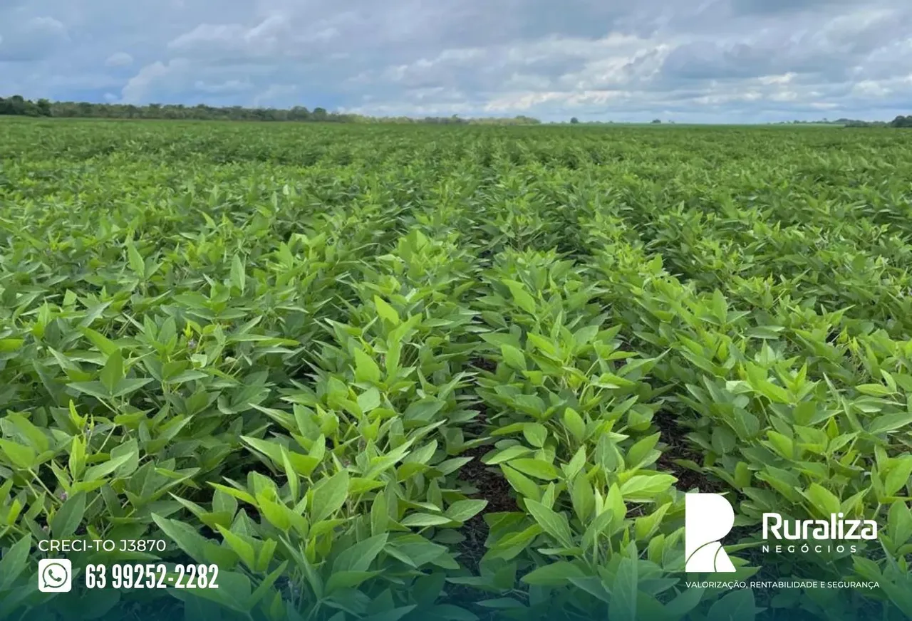 Vale do Araguaia - TO argila média 30%, 260 hectares em lavoura
