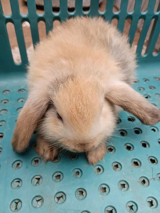 COELHAS MINI LOOP RAÇA PURA R$80 CADA UMA.. NÃO ENTREGO!!!  - Foto 2