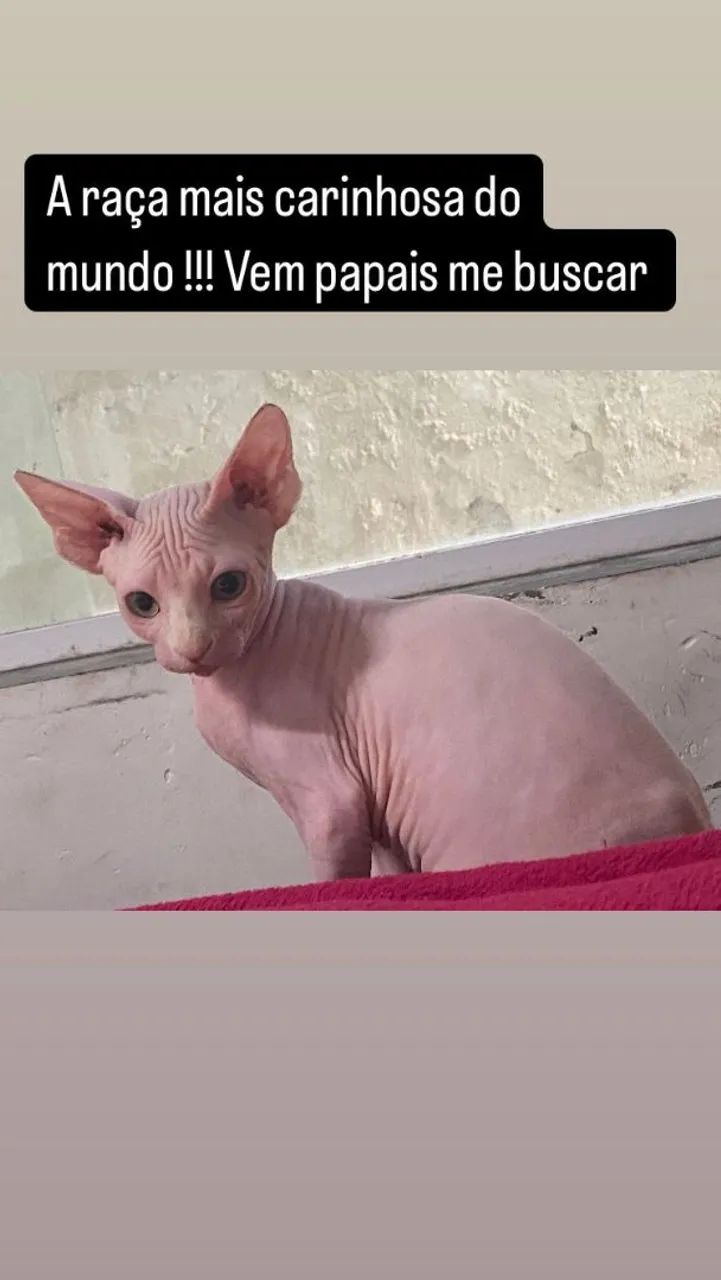Aos amantes de gatinhos ,  sphynx , o gatinho egípcio  - Foto 6