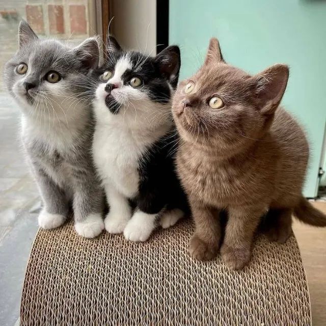 Gato British Shorthair temperamento calmo e afetuoso. 