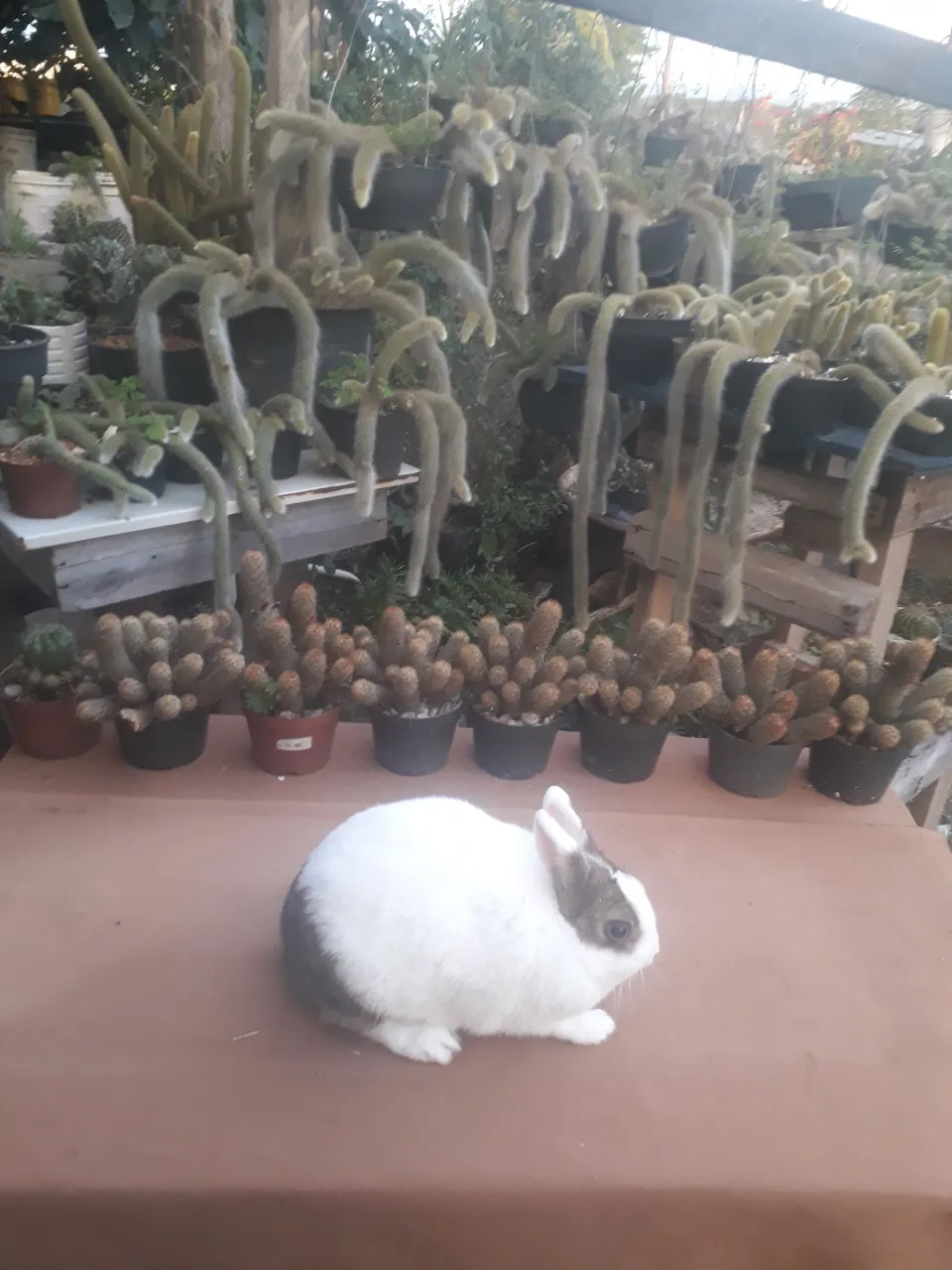 Mini coelho anão netherland dwarf Padrão pet
