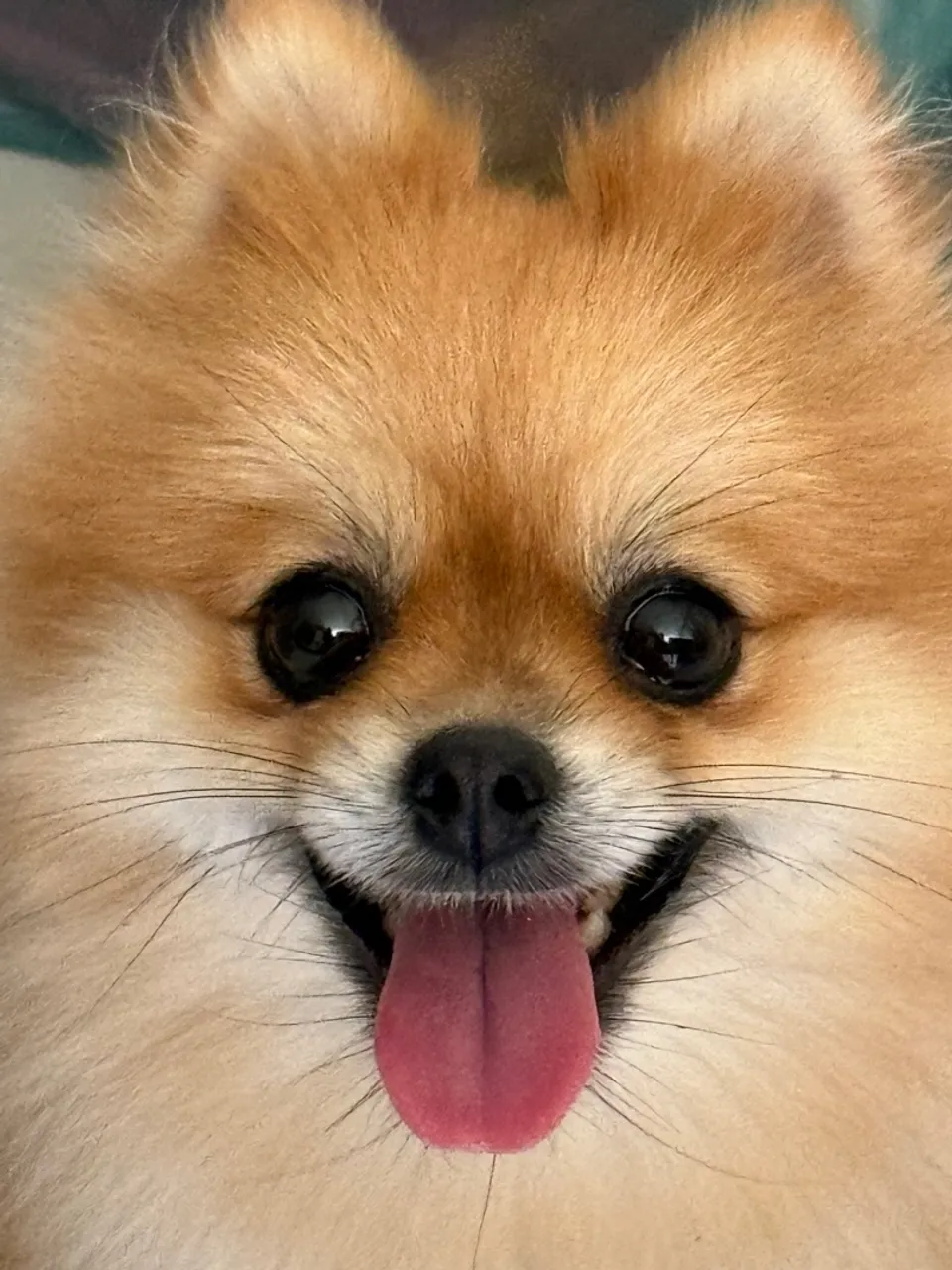 Vendo Filhote de Spitz Alemão - Alegria e Fofura! Lulu da pomerania 