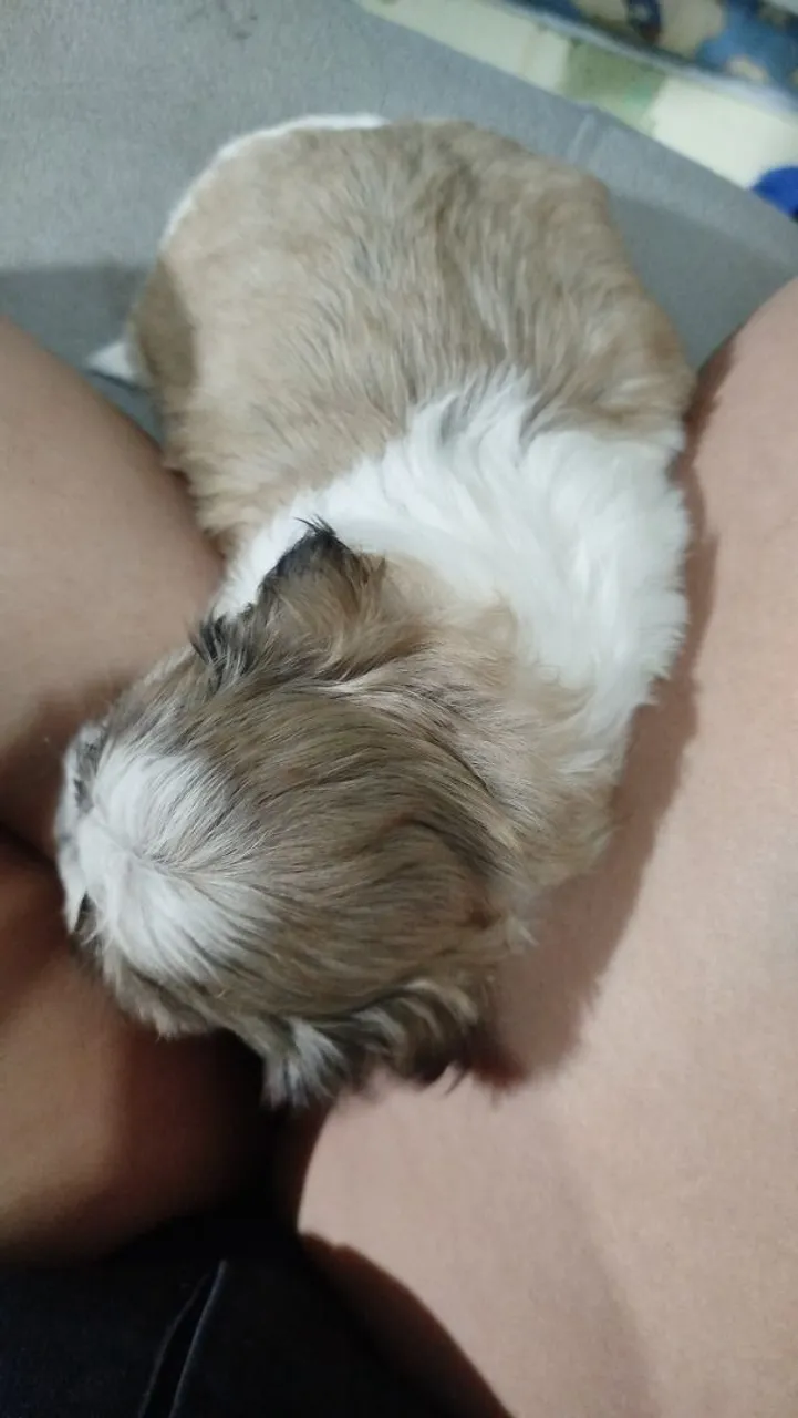 Filhote Macho de Shih Tzu para venda