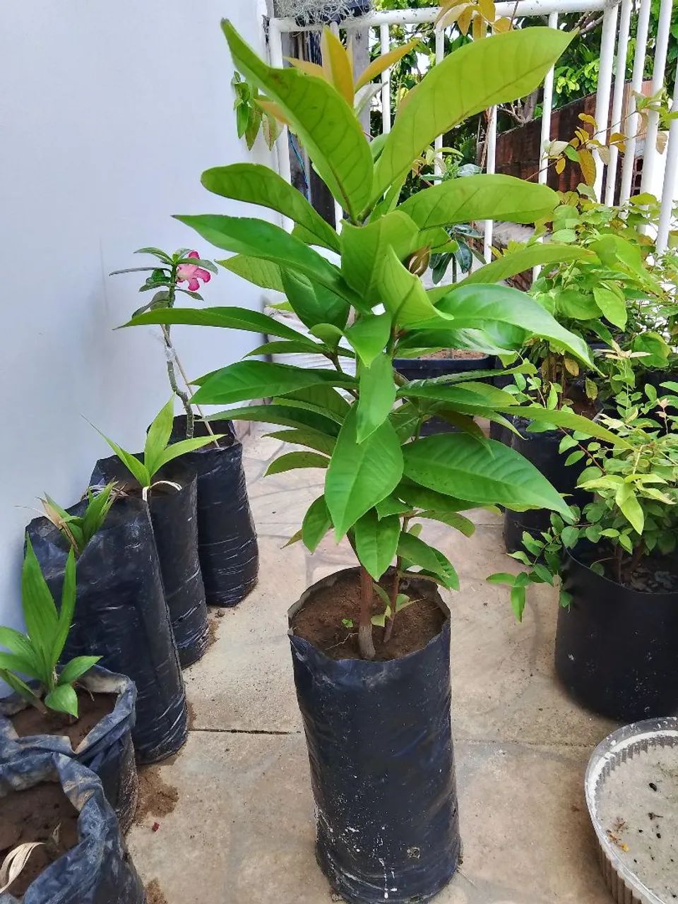 Muda de Jambo - Foto 2