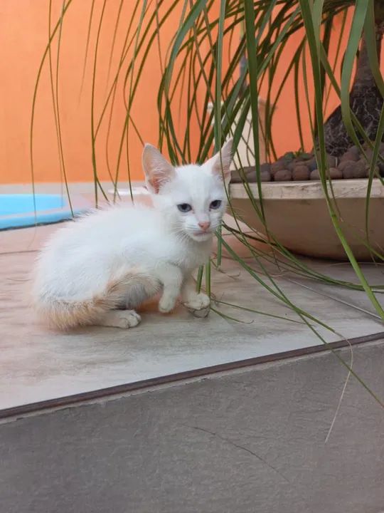 Raridade  de Siamês  de Pelagem  Red Point!!!