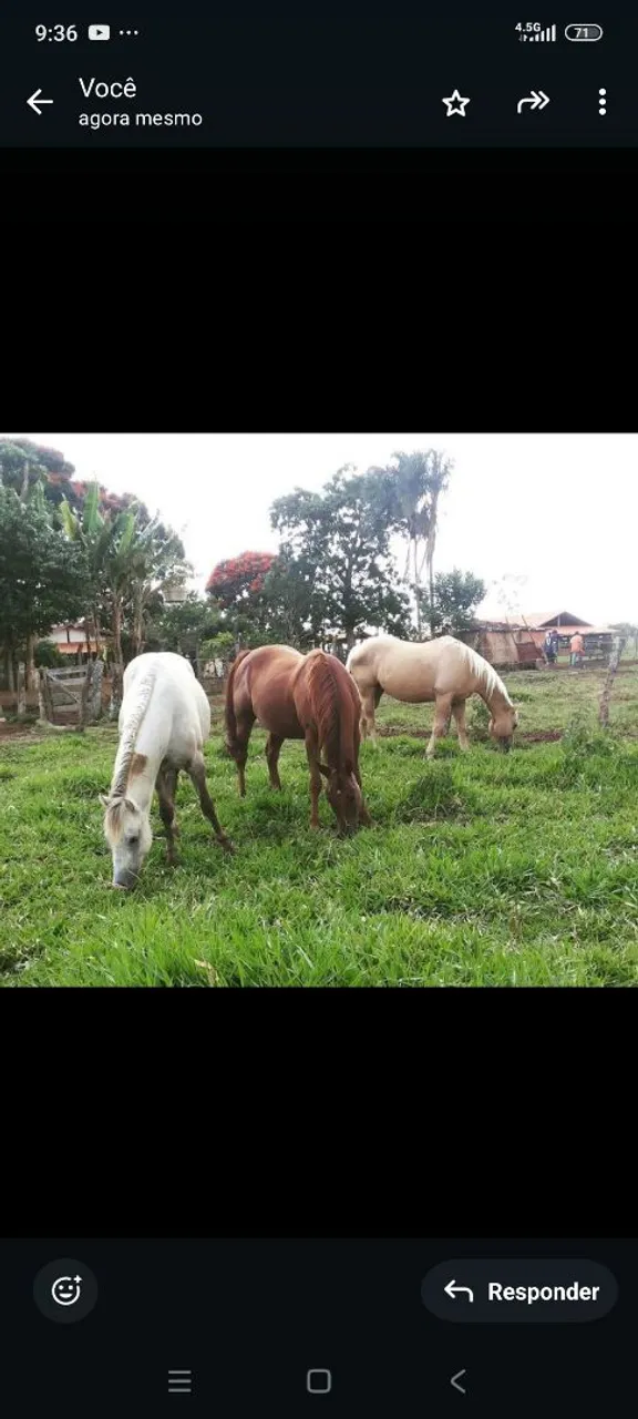 Vendo Égua quarto de milha( leia a descrição)