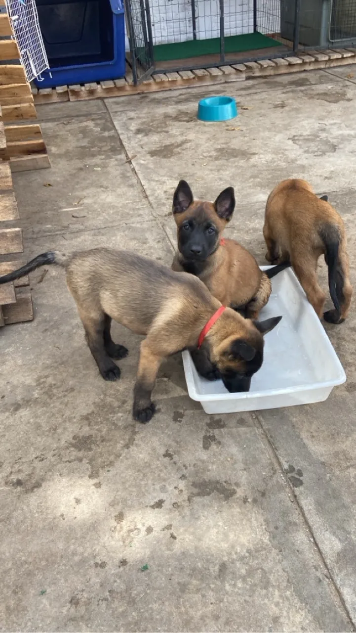 Filhotes de Pastor Belga Malinois