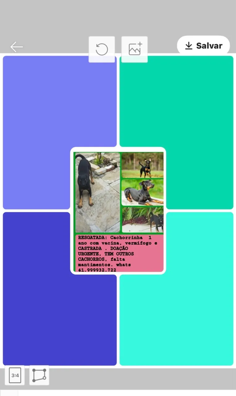 Cachorrinha Resgatada para Doação Urgente