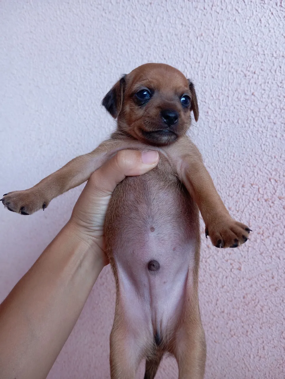 Filhote de Pinscher Macho