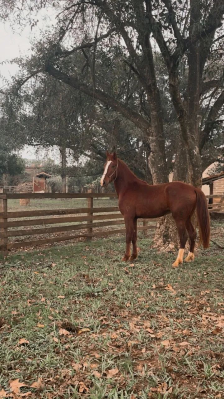  Manga Largar marchador garanhão cobertura 
