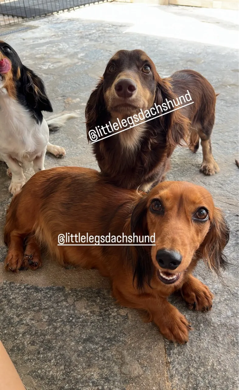 Filhotes de dachshund pelo longo
