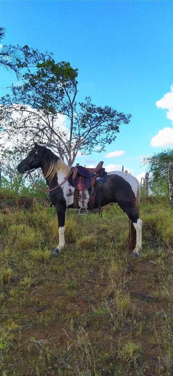 Cavalo Pampa de Preto (Homozigoto) - Foto 6