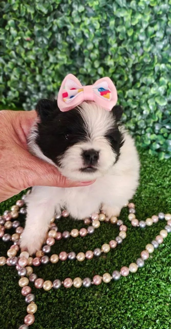 Spitz Alemão fêmea branco e preto para reserva  - Foto 4