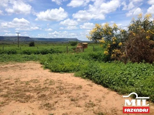 Fazenda no Sul do Piauí. 557 alqueire (2.700 Há)-(Beira Asfalto) - Foto 4