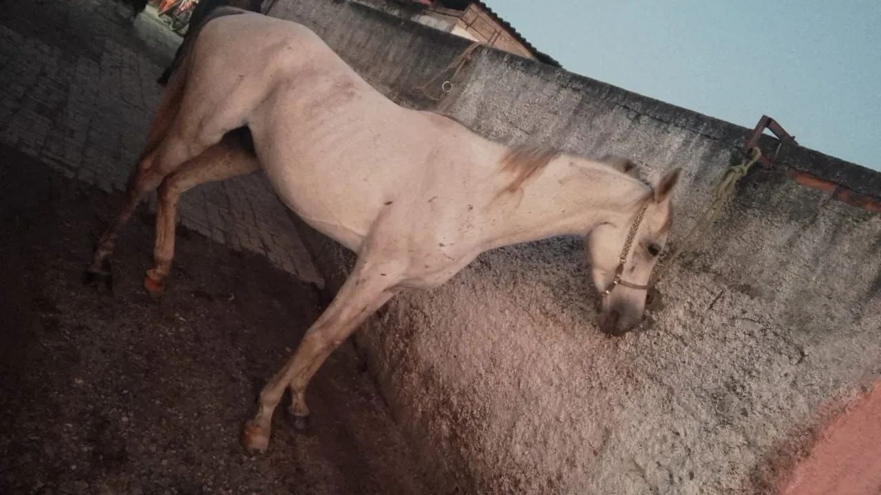 Vendo cavalo de montaria bagual arábi - Foto 4