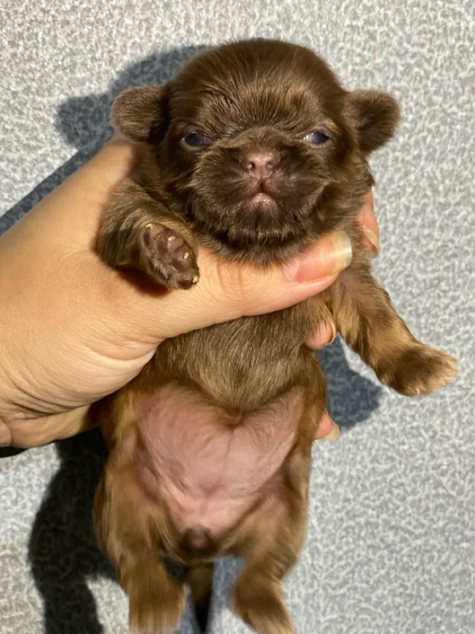 Shihtzu fêmea mini 