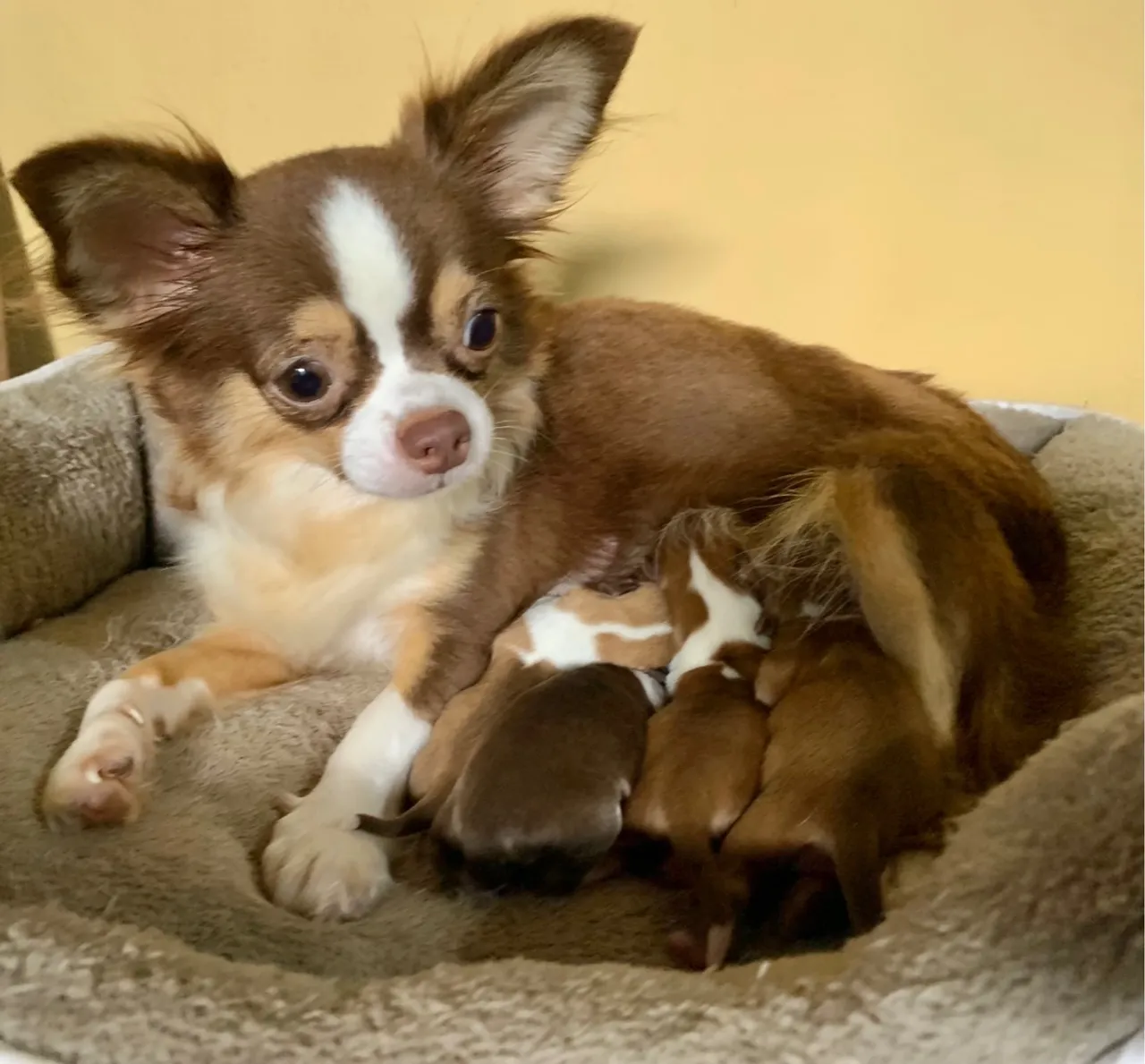 Chihuahua 