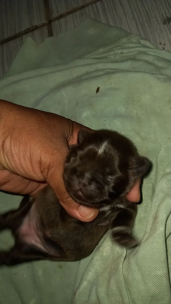 Shih-tzu 