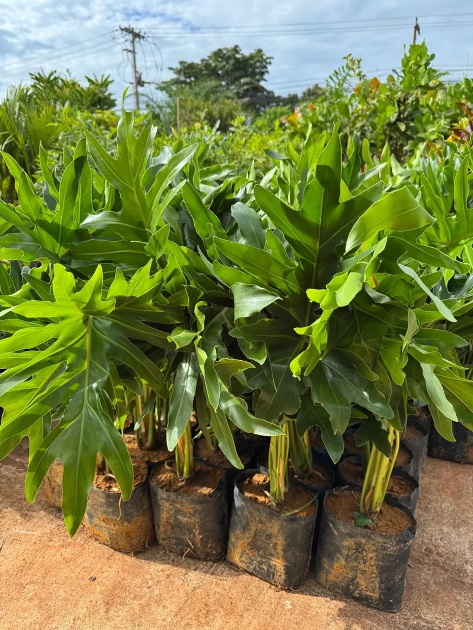 Mudas de Guaimbé 