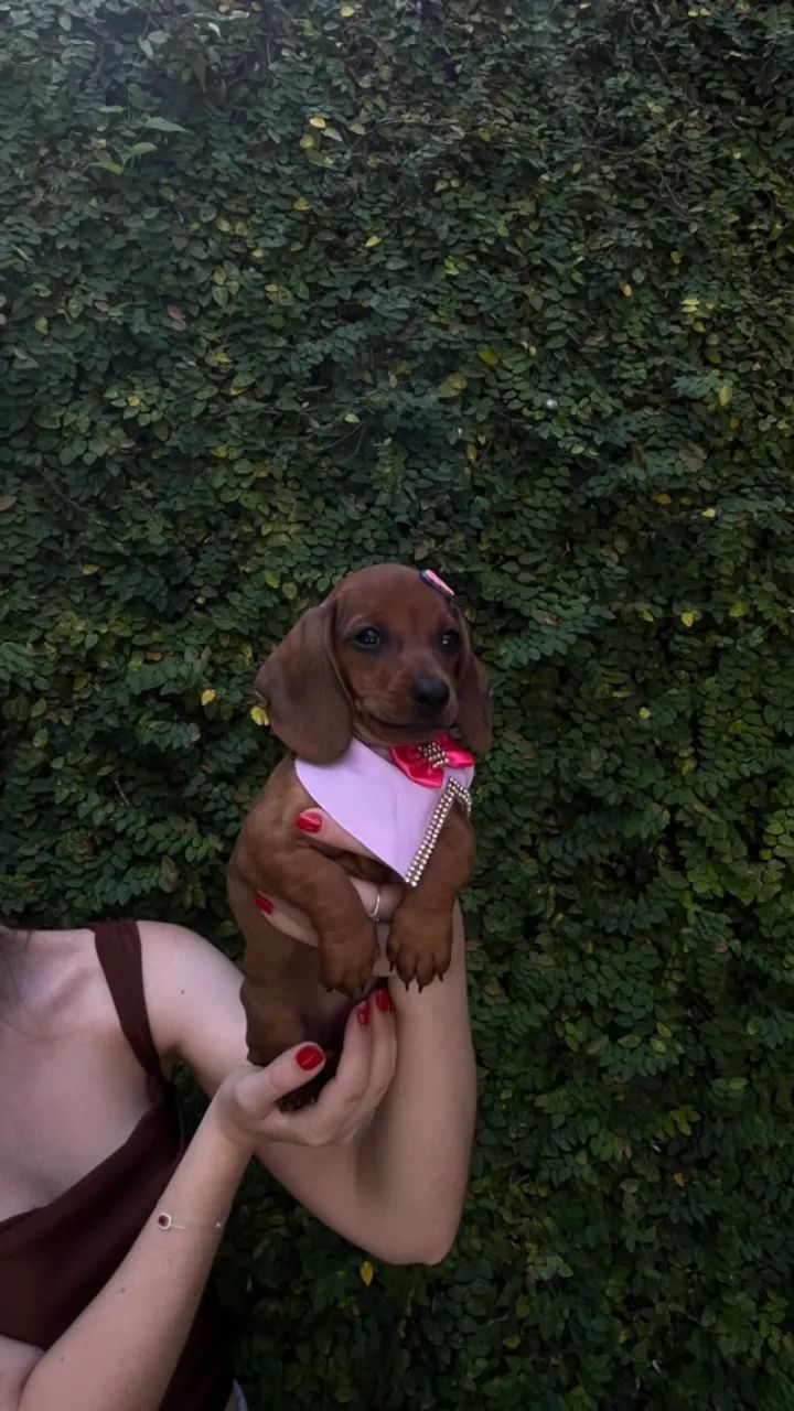 Filhote de Teckel Kaninchen - Foto 4