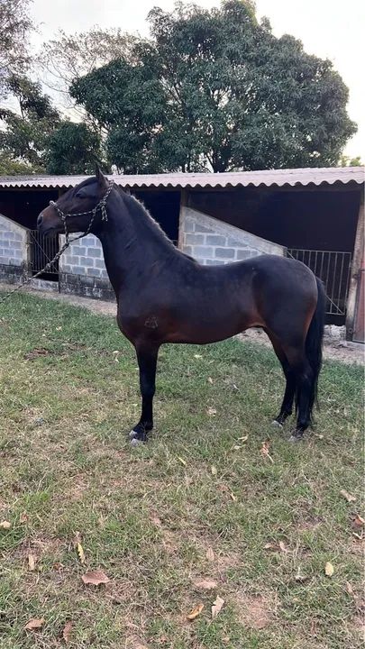 Vendo cavalo mangalarga 