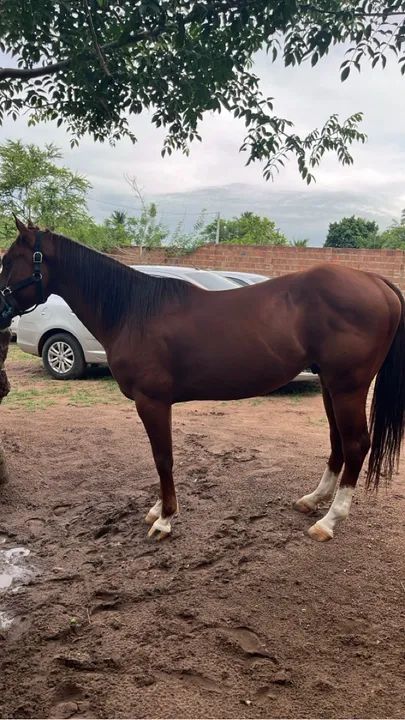 Cavalo para vender .. iniciado na esteira  - Foto 2