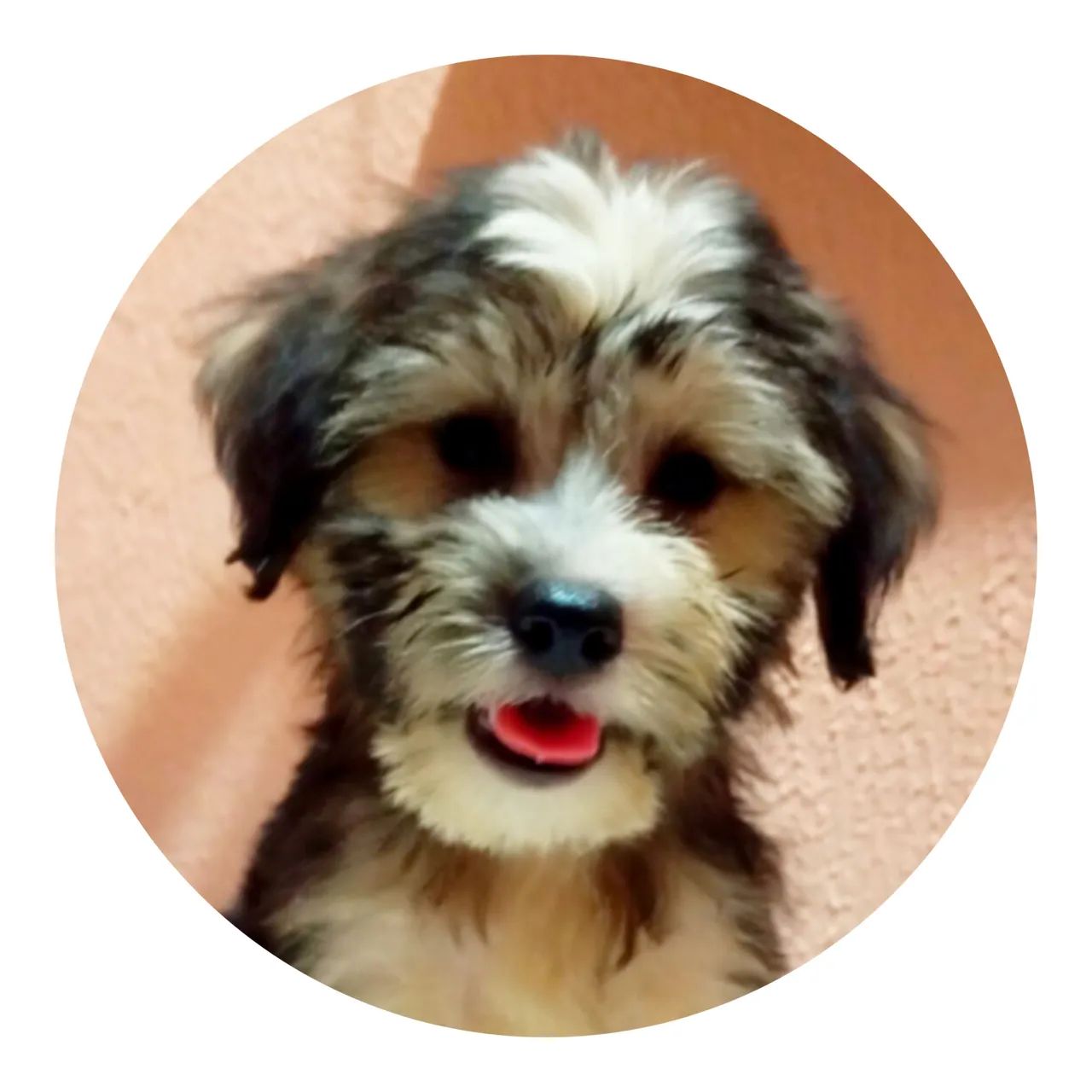 Filhote de YORKSHIRE- Fofo e Carinhoso - Foto 2