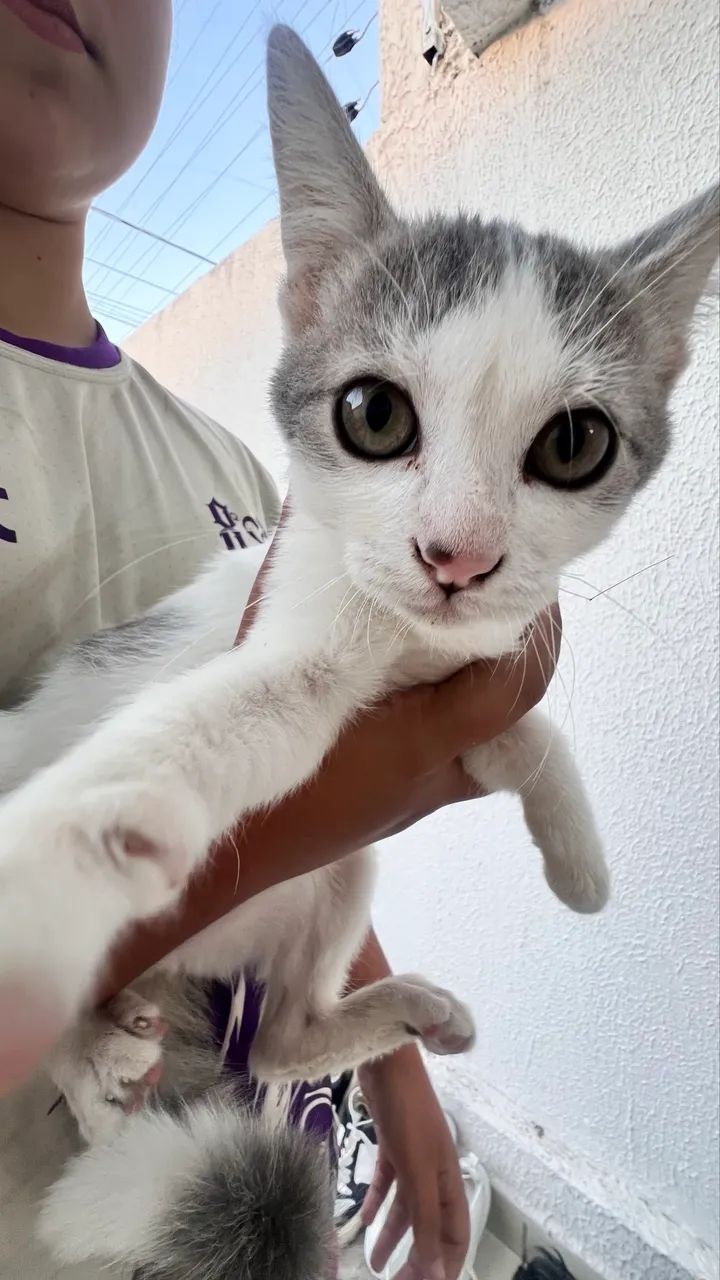 Gatinhos fofos para doação