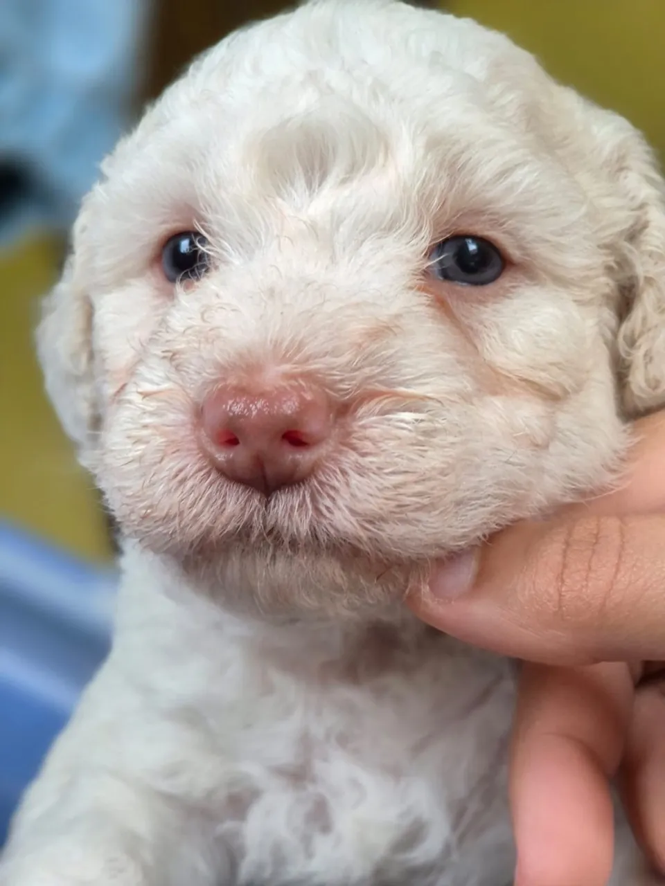 Poodle N 1 