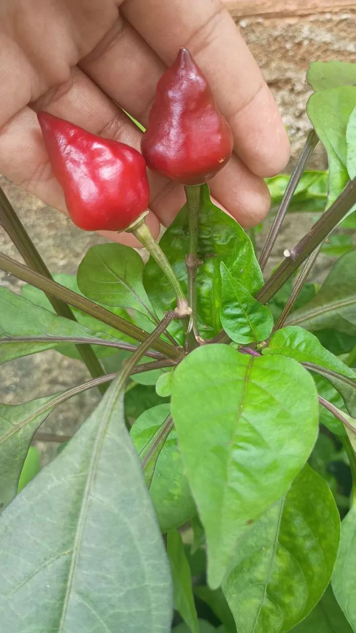 Planta pimenta variadas - Foto 3