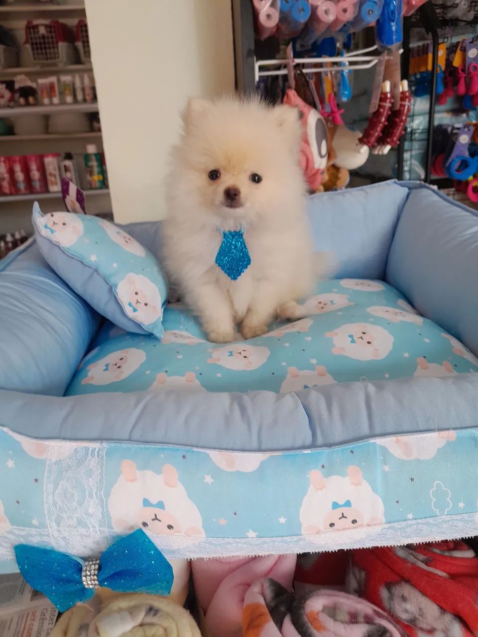 Spitz macho anão mini 10x 280