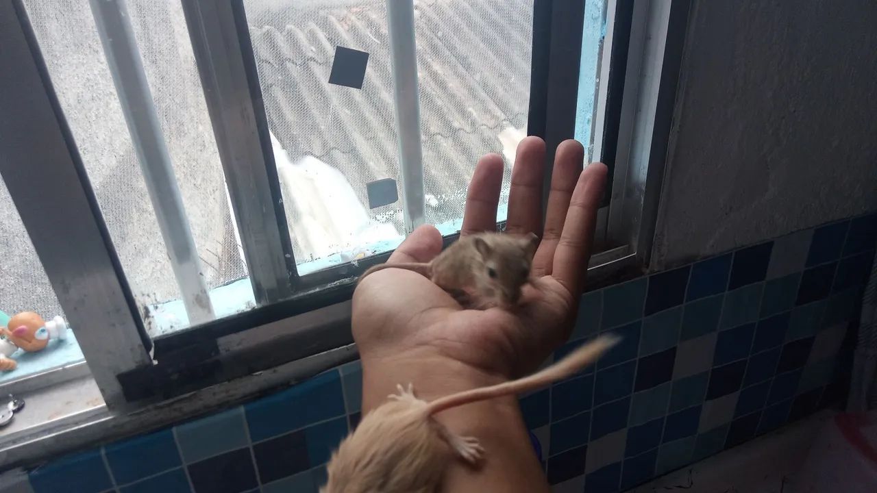 Gerbil fofinho  - Foto 3