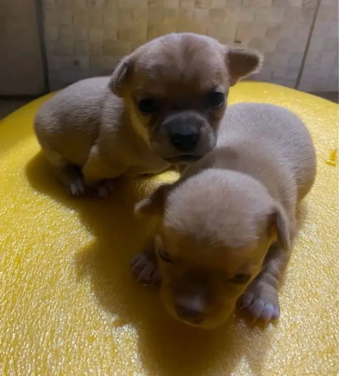 Casal de Chihuahua