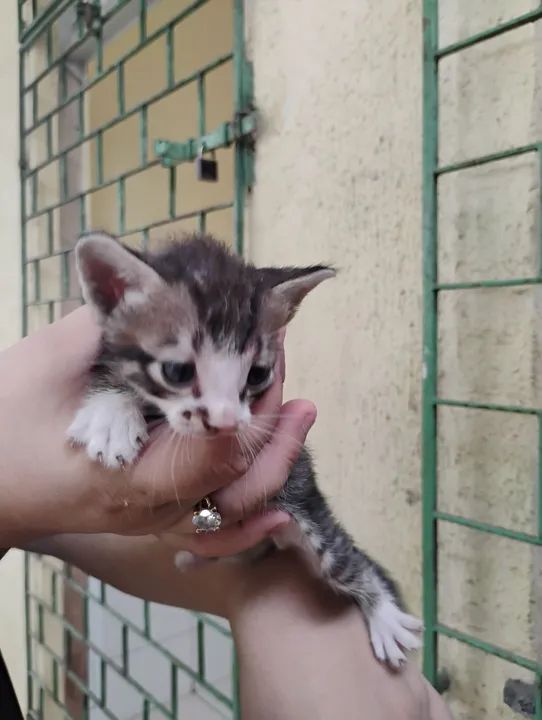 Gatinhos machos para Adoção Responsável  - Foto 5