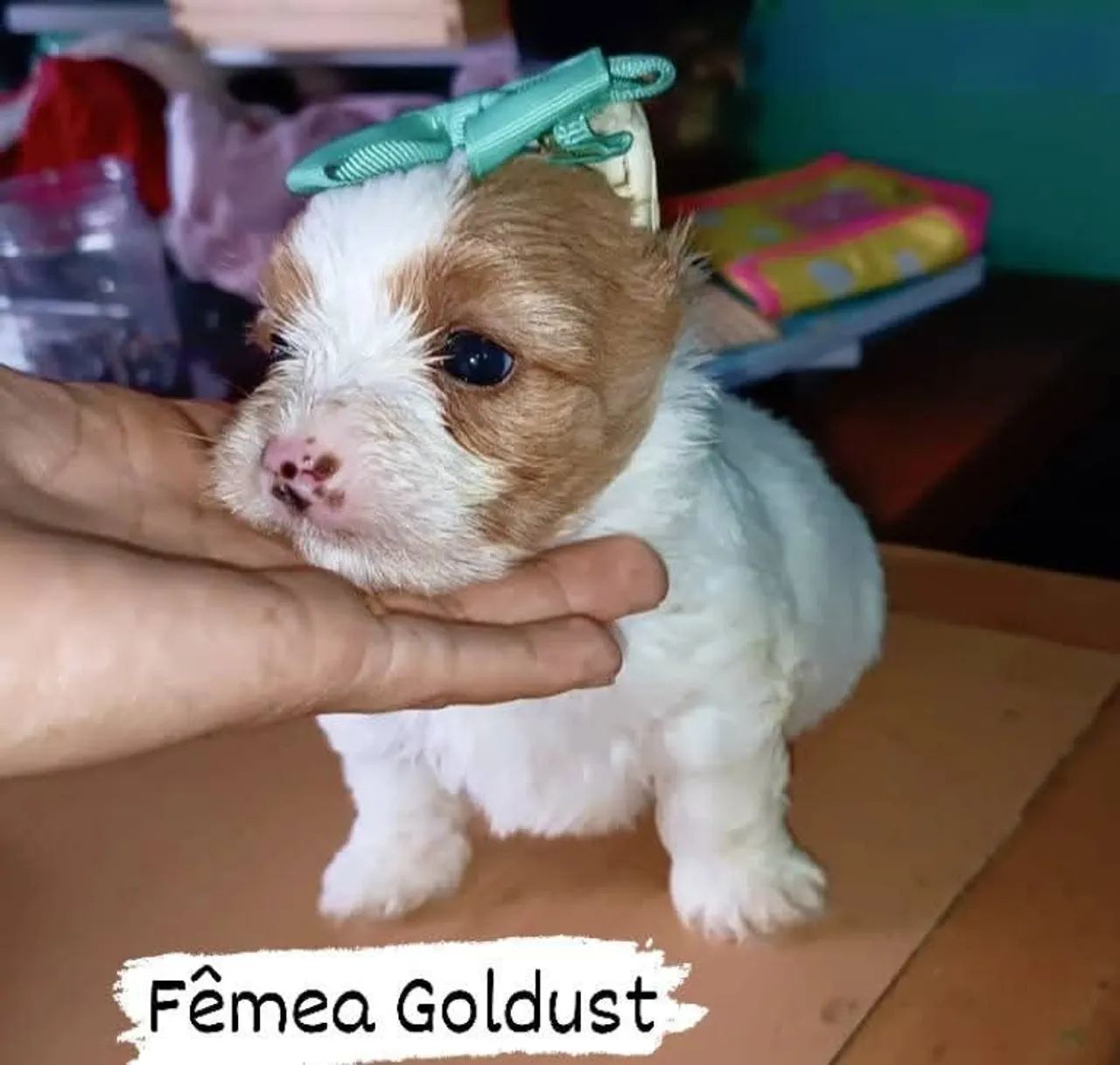  Goldust Fêmea  - Foto 2