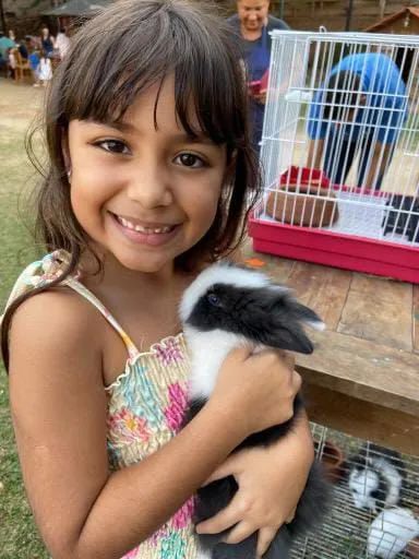 Coelho de Companhia - Promoção de Natal