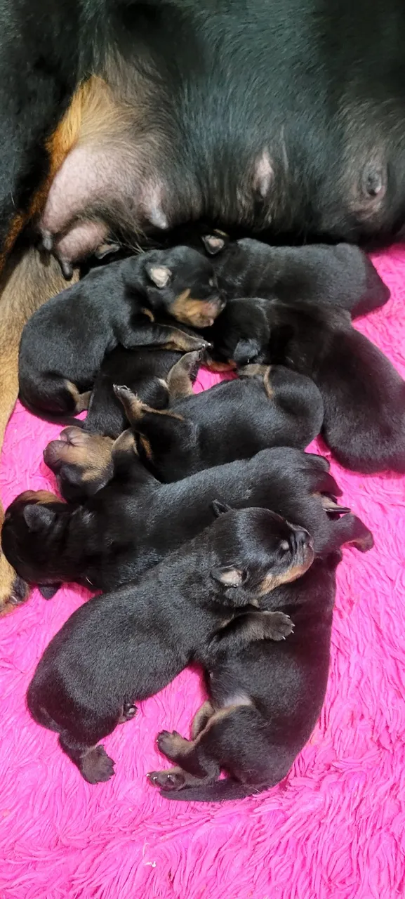 Vende se filhote de rottweiler puro