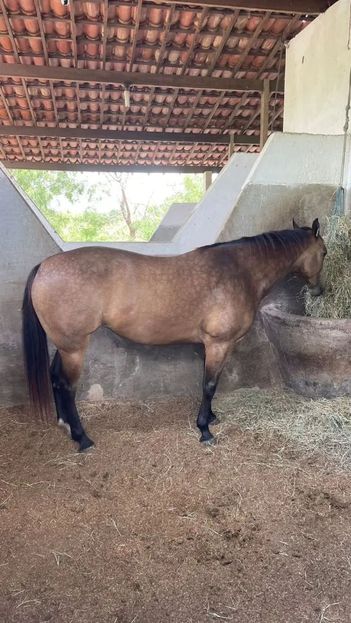 Linda Potra SPECIAL SILVER AD cobrindo DON DIEGO BARS  - Foto 2