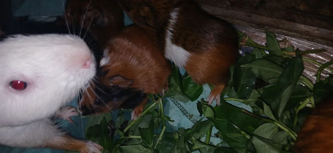 Vende se porquinho  - Foto 2