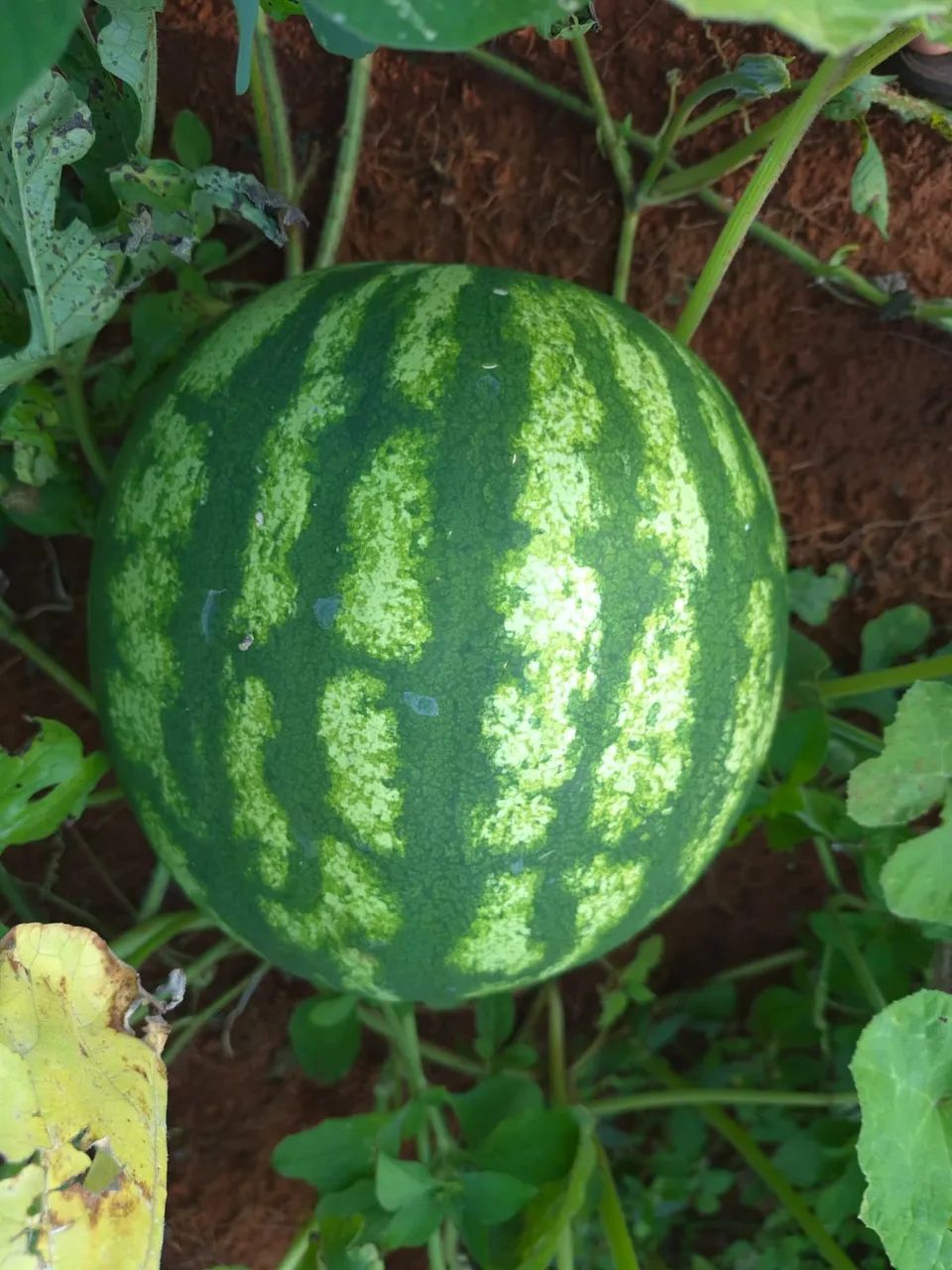 Excelente Chácara de 2.3 Hectares no Córrego do Atoleiro - Córrego nos Fundos - Foto 9