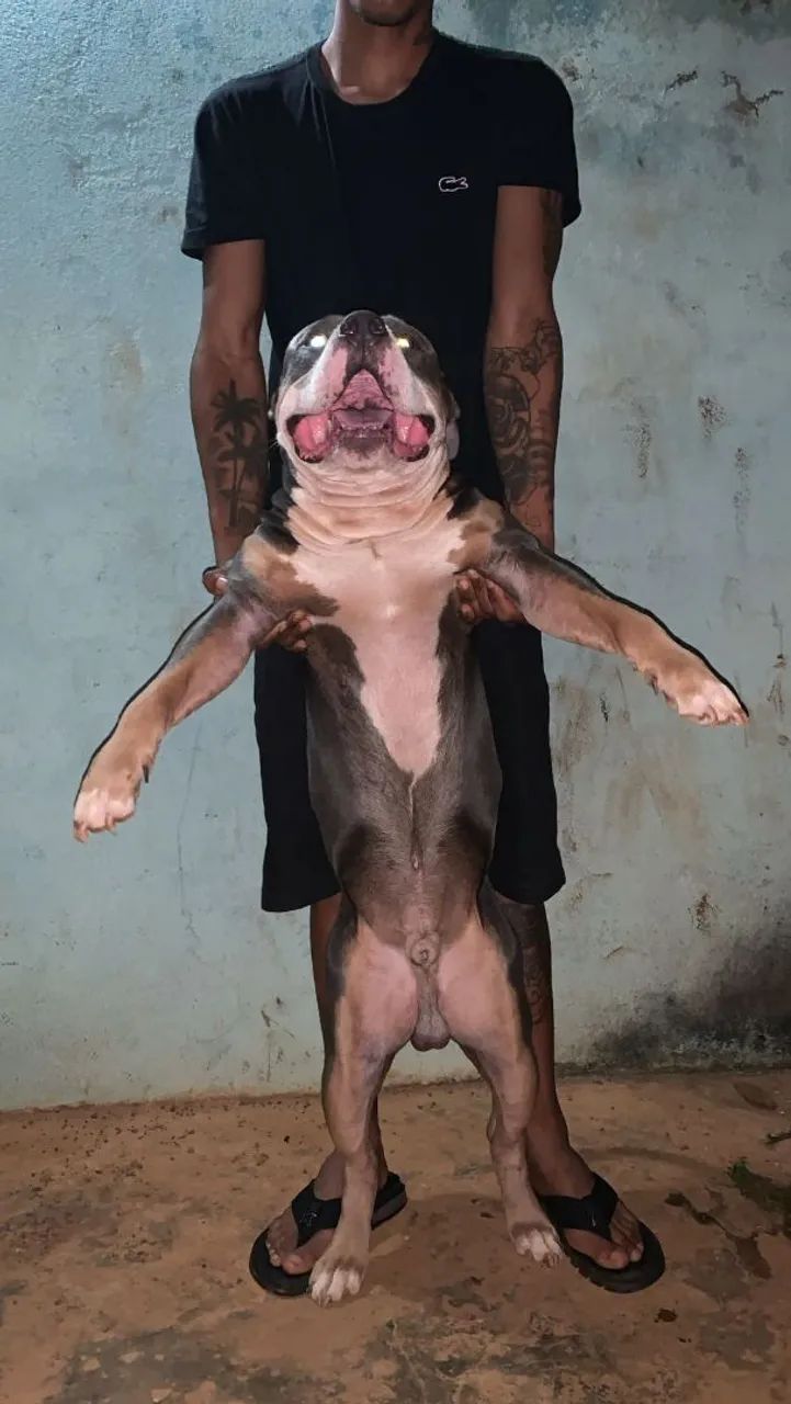 Pitbulls para adoção - Foto 5