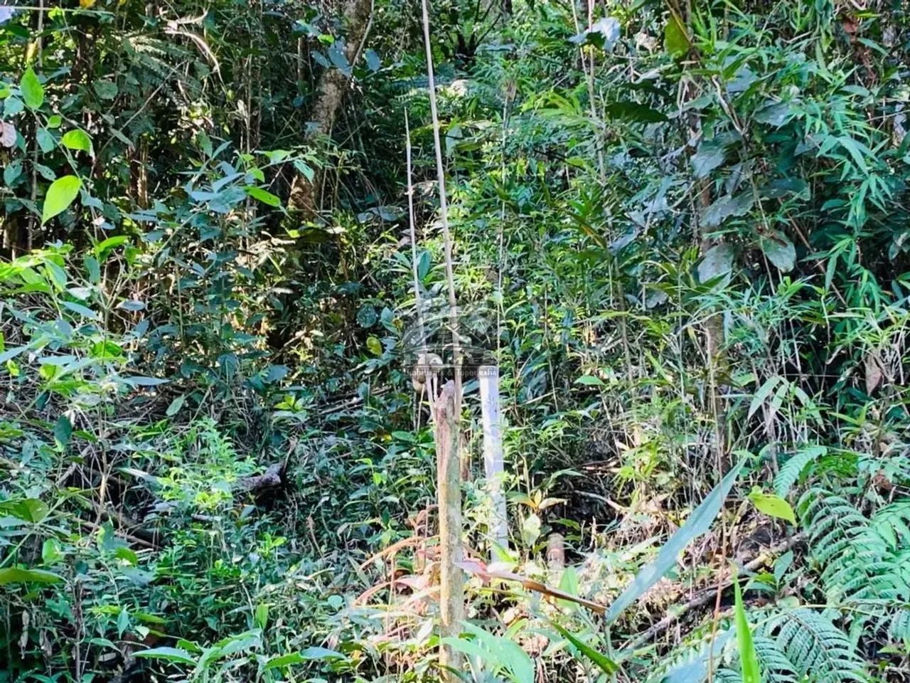 Terreno Rural para Venda em Angelina, ALTO GARCIA - Foto 4