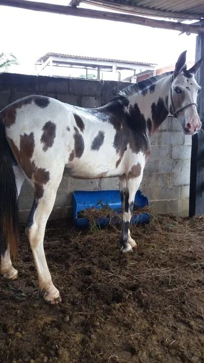 Burro para exigente  - Foto 3