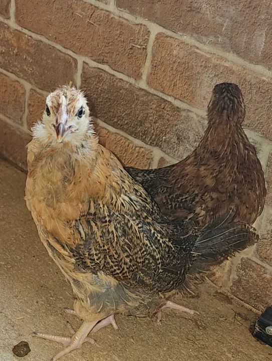 POEDEIRAS EMBRAPA 051 - Foto 4