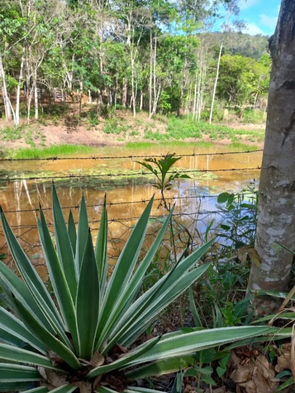 PROPRIEDADE RURAL À VENDA - POTÉ/MG - Foto 4