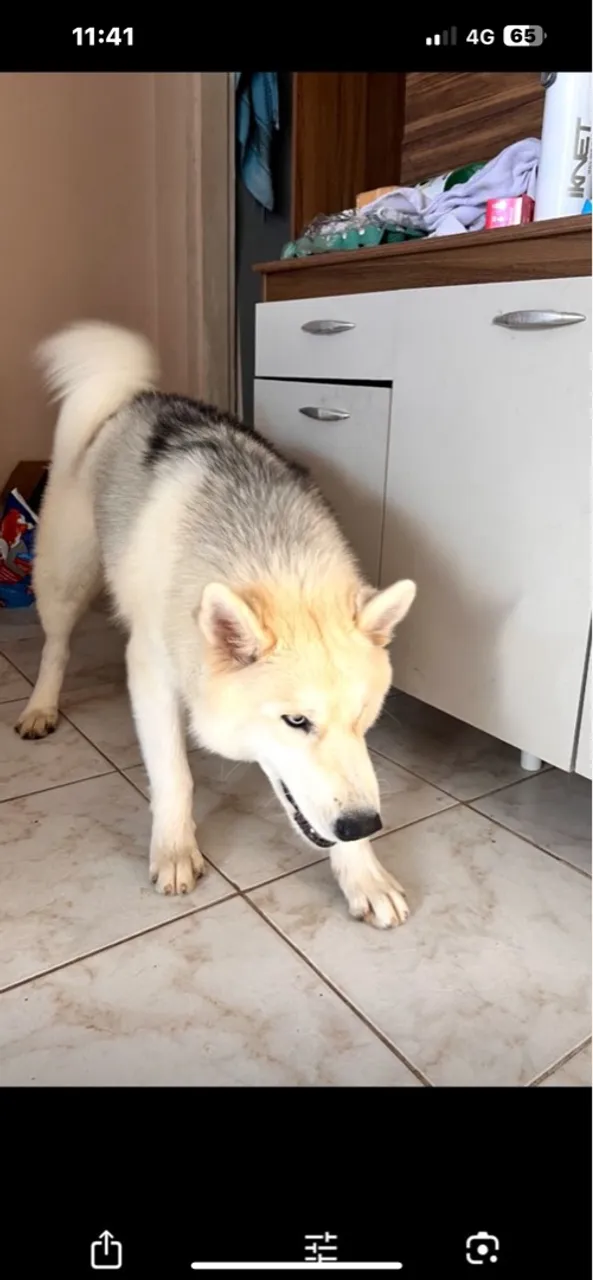 Lindo Husky Siberiano