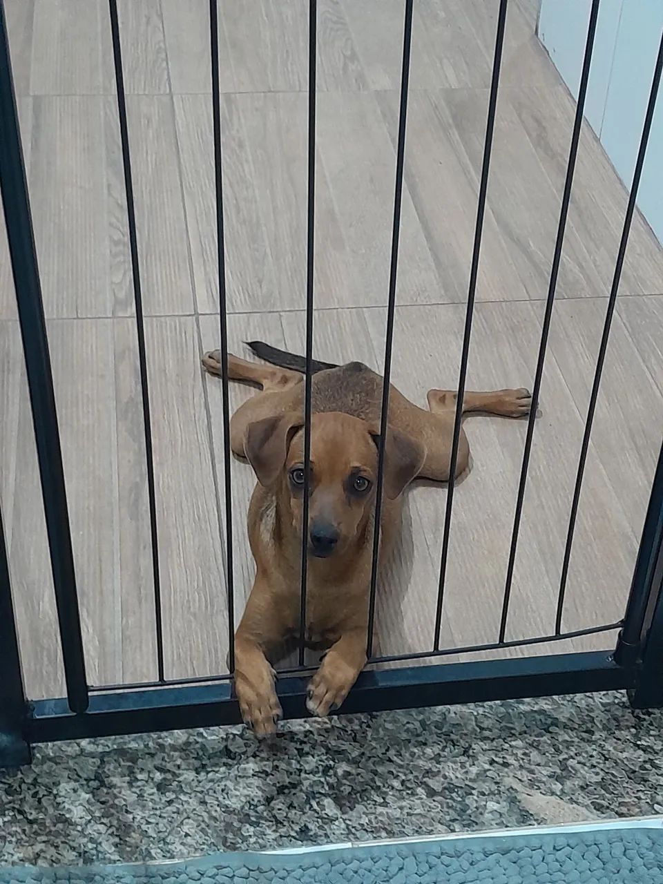 Cachorro disponível para adoção