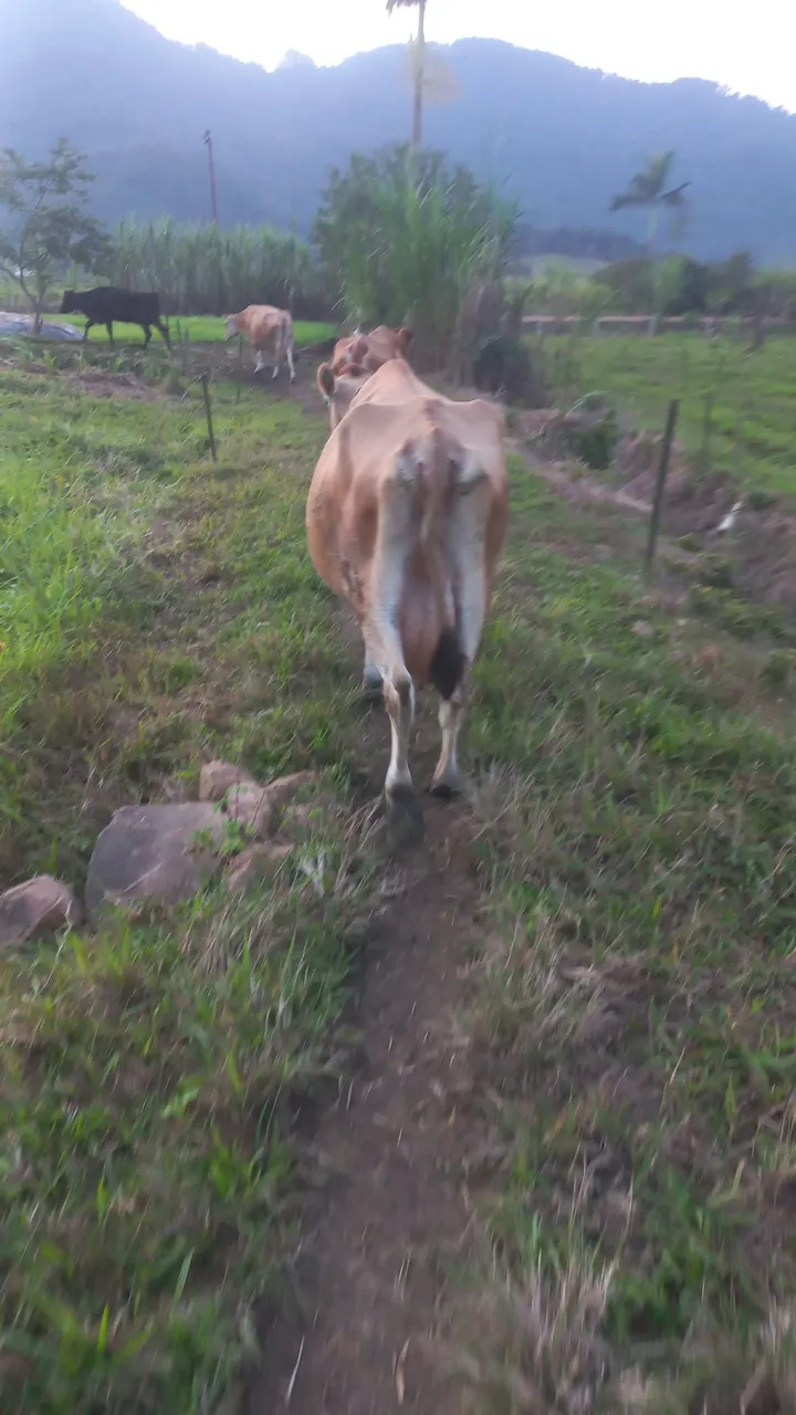 Vacas leiteiras em pasto